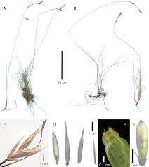 Image result for Festuca costata