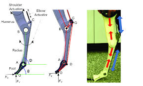 Tendons are composed of a fibrous tissue that connects the muscles to the bones. 3 Leg Design Concepts A Parameters Indicated Without Tendon B Download Scientific Diagram