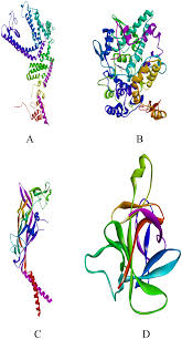 Image result for Multidentia crassa