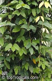 Image result for Mucuna