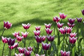 Check spelling or type a new query. Preventing Deer From Eating Tulips How To Keep Deer From Eating My Tulips