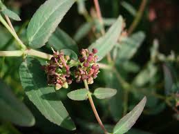 Image result for Euphorbia hyssopifolia