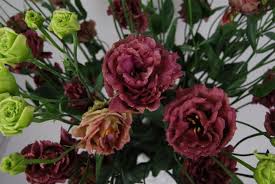 Rosanne Deep Brown Lisianthus Late Summer Flowers Flower Farm Seasonal Flowers