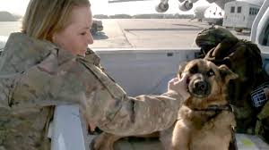 An older social media post from the group described the animals as dogs and cats left behind as people flee in kabul.it made no mention about the animals being service animals or contracted to. Military Working Dogs In Afghanistan Youtube