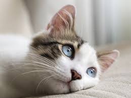 It's a fact, your cat is bound to shed, but excessive hair loss is a problem! Hair Loss In Cats Hair Transplant Toronto