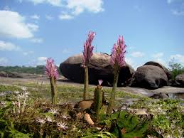 Image result for Podostemaceae