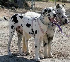 0,69 cent im kaufland) 4.diesen vorgang ca. 81 Falabella Horses Ideen Miniaturpferde Pferde Schone Pferde