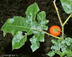 Image result for Solanum viarum