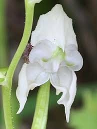 Image result for Disperis reichenbachiana