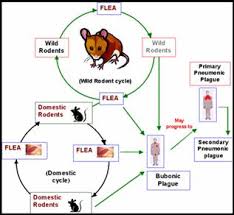 Trust the professionals to get the job done right the first time! Bubonic Plague From Fleas Pest Control Lynn Ma A1 Exterminators