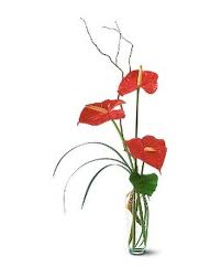 Check spelling or type a new query. The Simplicity Of Anthuriums In Santa Monica Ca Edelweiss Flower Boutique Local Florist