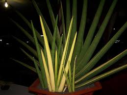Image result for Sansevieria pearsonii