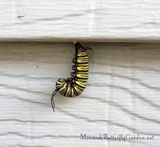 Where To Look For A Monarch Chrysalis In The Butterfly Garden