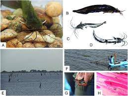 Catfish is one of the most popular game, among anglers. A Stinging Catfish Hunga In Sinhala H Fossilis B Specimen Of Download Scientific Diagram