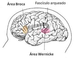 Resultat d'imatges de area de Wernicke