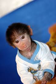 Cute Baby Monkey From Skopje Zoo Gets Treated Like A Child Bored Panda