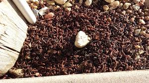 For other uses, see pc (disambiguation). Bug Masters Termite And Pest Control Home Facebook