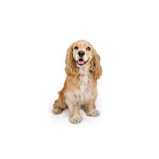 Maybe you would like to learn more about one of these? About Cocker Spaniel Puppies Hello Puppies