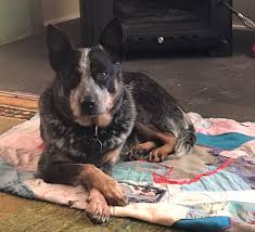 Blue heeler australian cattle dog for sale. Australian Cattle Dog Breeders Australia Australian Cattle Dog Info Puppies
