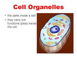 Key organelles that make mitosis go as organelles in a cell serve some of the same purposes as organs in the body of animals and human beings. Animal And Plant Cells And Organelles Animal Cell