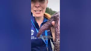 Image result for Kotschya ochreata