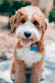 Where can i get a goldendoodle labradoodle puppy? Mini Goldendoodle For Sale Pacific Northwest