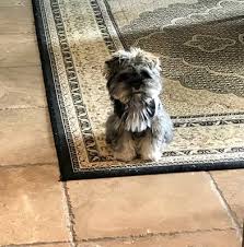 Hours may change under current circumstances Animal Urgent Care Of South Orange County 47 Photos 247 Reviews Veterinarians 28085 Hillcrest Mission Viejo Ca Phone Number