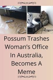 Possum Trashes Woman S Office In Australia Becomes A Meme In 2020 Possum Memes Cat Fashion