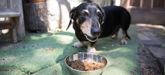 The price is also great to at least start while this list is a top 10 of my vet recommended dog food brands, it is best for you to select the best food for your own budget, lifestyle, and dog's. Best Dog Food For Skin Allergies Pet Circle