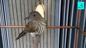 Burung kancilan emas jantan (kiri) dan betina. Tembakan Burung Siri Siri Gacor Buat Masteran By Top Kicau