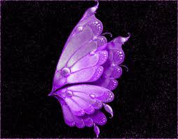 Beautiful Black And Purple Butterfly Https Encrypted Tbn0 Gstatic Com Images Q Tbn 3aand9gcr3ula Xg3 T Uoigf7fk Duphyovulpag Hq Usqp Cau
