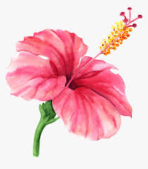 Watercolor Flower Hibiscus Png Watercolor Hibiscus Png Transparent Png Kindpng All images and logos are crafted with. watercolor flower hibiscus png
