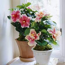 It thrives if given enough light and humidity. 22 Of The Most Beautiful Blooming Houseplants Indoor Flowers Easy House Plants Plants