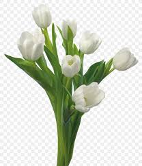 Maybe you would like to learn more about one of these? Tulip Flower Bouquet White Blue Rose Png 3891x4536px Tulip Arumlily Blue Rose Color Cut Flowers Download