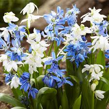 Image result for Scilla