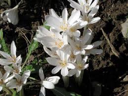 Wie erkennt man die herbstzeitlose? Colchicum Autumnale Album Herbst Zeitlose Hortulus Uphoff