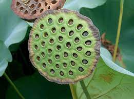 Pin On Lotus