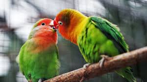 From owls to orioles, we've collected together some of our favorite beautiful birds. Birds Wallpapers Download High Quality Birds Wallpapers