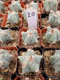 New (never used), brand new african golden candelabra (euphorbia ammak) with ceramic yoga sloth and clay planter firm price and pick up only holds and no deals serious buyers only please!!! 2 Assorted Cactus Cactus For Sale Cactus Types Cactus