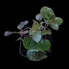 Image result for Calvoa orientalis