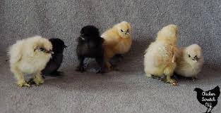 How To Identify Chick Breeds