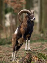 Mouflon Germany By Ecosca On Deviantart Hayvanlar Heykel Keciler