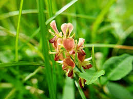 Image result for Alysicarpus