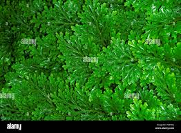 Image result for Selaginella mittenii