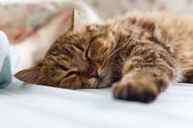 Modern cat caves for your cat to cozy up inside if your cat tends to disappear under the bed or inside your closet, it doesn't necessarily mean that he's frightened. 10 Modern Cat Beds You Ll Wish You Could Sleep In