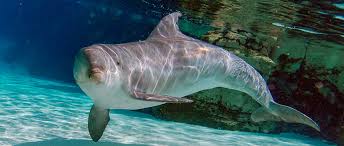 Hd wallpapers and background images All About Bottlenose Dolphins Physical Characteristics Seaworld Parks Entertainment