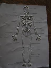 Here in our humid houston climate, pieces take a very long time to dry. 12 Clay Skeletons Ideas Clay Human Body Unit Human Body Activities