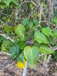 Image result for Thespesia populneoides