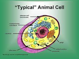 Check spelling or type a new query. Cell Structure Function Online Presentation