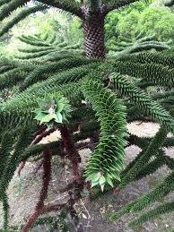 And in many ways, the name fits perfectly. Monkey Puzzle Tree Or Not Gardening Forums